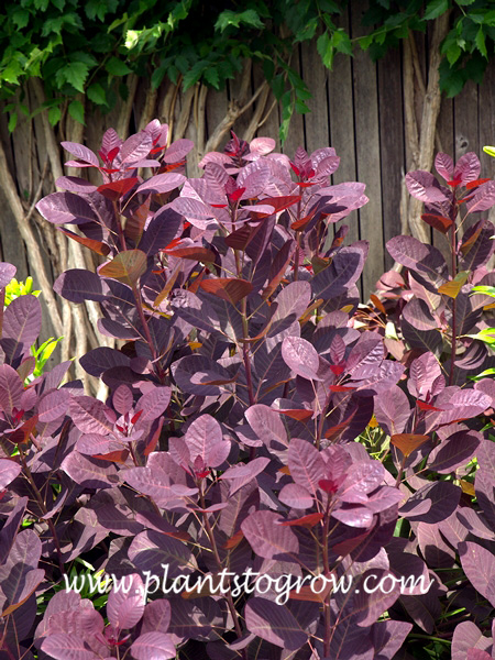 Royal Purple Smoke Bush (Cotinus coggygria)